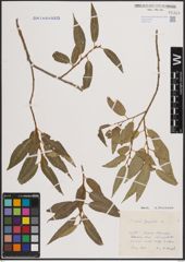 Foto von Salix fragilis L.